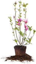 Perfect Plants Ann Magnolia Tree, 3 Gallon, Live Plant by PerfectPlantsNursery