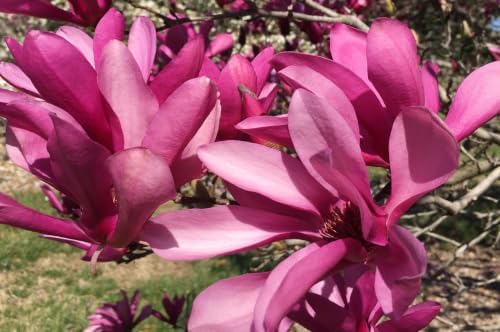 Ann Magnolia - Tulip Tree - Live Plant Shipped 2-3 Feet Tall by DAS Farms - Image 5