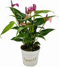 Anthurium (12"-14" Tall) Unique and Gorgeous Live Indoor Plant, Easy Care and Easy to Grow, Bloom Plant, 4 inch Pot (Zizou Purple) by hopewindplants