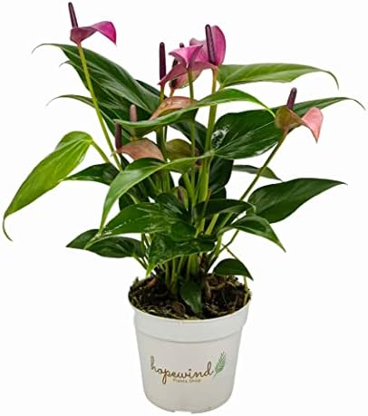Anthurium (12"-14" Tall) Unique and Gorgeous Live Indoor Plant, Easy Care and Easy to Grow, Bloom Plant, 4 inch Pot (Zizou Purple) by hopewindplants