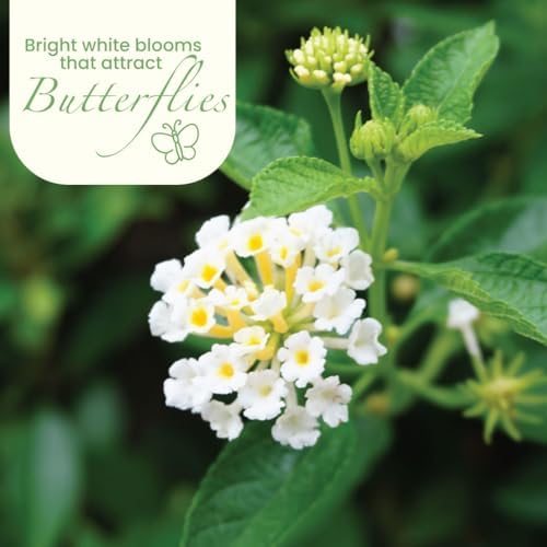 American Plant Exchange Lantana 'White Lightning' – 6-Inch Pot – Live Flowering Shrub with Bright White Blooms, Heat-Tolerant Outdoor Plant for Gardens, Patios, Containers & Landscapes - Image 3