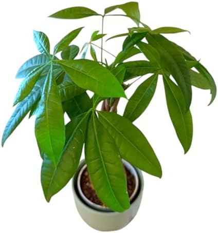 Money Tree Live Plant | 14-22 Inches Tall Bonsai | Easy to Grow Indoor Houseplant | Home, Office, or Room Decor | Birthday, Housewarming Gift (Sage) - Image 3