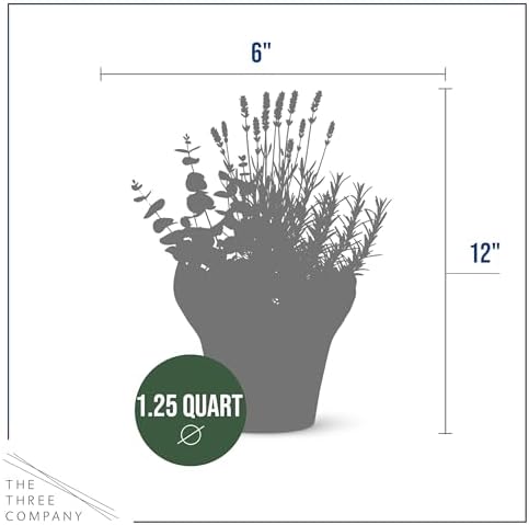 Herb Combo - Air Purifier, Rosemary, Lavender & Eucalyptus, Aromatic Plant Collection in Deco Cover, 12" Tall by 6" Wide in 1.25 Qt Pot - Image 3