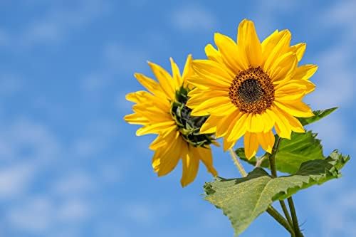 Set of 50 Flower Seed Packets! Flower Seeds in Bulk, 15 or More Varieties Available! - Image 4
