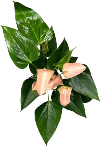 Pink Matata Anthurium (12"-14" Tall) Unique and Gorgeous Live Indoor Plant, Easy Care and Easy to Grow, Bloom Plant, 4 inch Pot (Jolie Peach) - Image 5