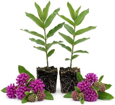2 Purple Milkweed Plants, Live Fragrant Asclepias Plant, 4-7'' Tall - Image 2