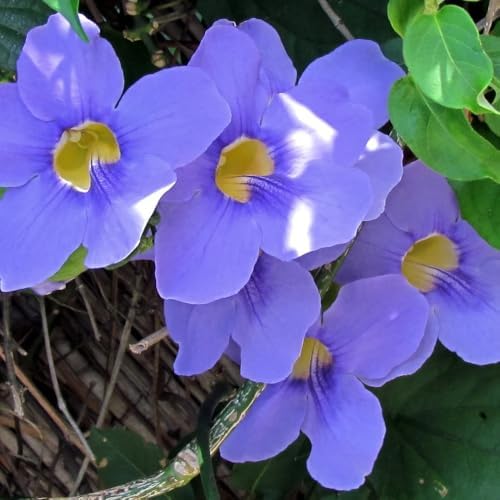Thunbergia Grandiflora Plants | Pack of 2 (Two) | 5-9 Inch Blue Trumpet Vine | Sky Vine/Bengal Clock Vine | Fast-Growing Large Climber for Fences, Arbors & Privacy Screens - Image 5