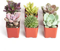 Shop Succulents Unique Succulent Plant Pack Collection - Live Mini Succulent Plants, Low Maintenance, Exceptional Colors & Textures - Wedding and Party Favors, Gift & Garden, Pack of 6 by ShopSucculents