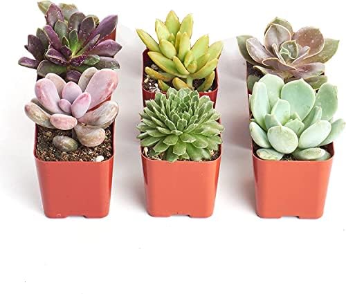 Shop Succulents Unique Succulent Plant Pack Collection - Live Mini Succulent Plants, Low Maintenance, Exceptional Colors & Textures - Wedding and Party Favors, Gift & Garden, Pack of 6 by ShopSucculents
