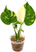 Monstera Thai Constellation Starter Live Plant - Swiss Cheese Houseplant by NYCitySucculents