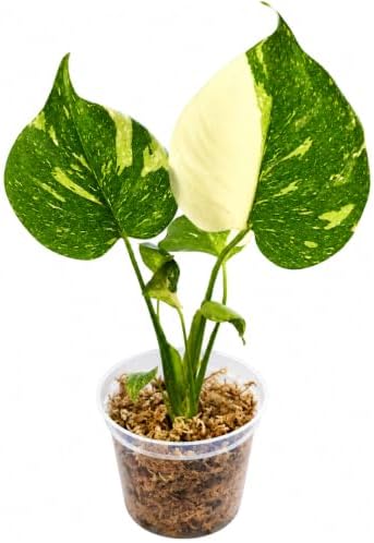 Monstera Thai Constellation Starter Live Plant - Swiss Cheese Houseplant by NYCitySucculents