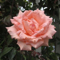 Heirloom Climbing Roses, Live Own Root Plant, Breath of Life™ by HeirloomRoses