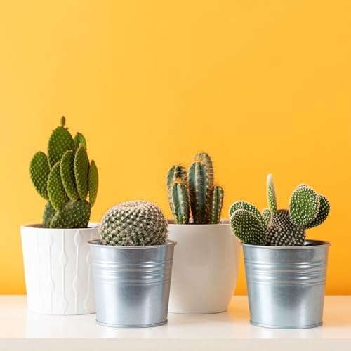 Mountain Crest Gardens Cactus Variety Pack - 6 Live Plants in Unique Shapes, Rooted in 2 Inch Pots - Real Indoor/Outdoor Cacti for Home Décor, Gifts & DIY Arrangements - Image 4