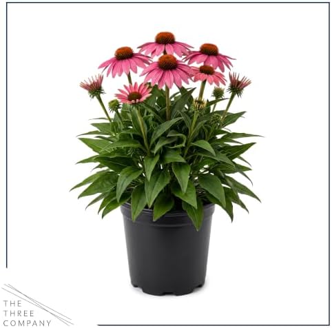 Coneflower (Echinacea) - Pink Blooms, Live Pollinator-Friendly Flowering Perennial, 12" Tall by 6" Wide in 2 Qt Pot - Image 3