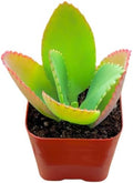 Succulents Plants Live 2inch Live Mini Succulent Plants, Easy Care House Plants Rooted in Succulent Soil Mix, By The Succulent Cult (Mother of Thousands, 2 Inch) by TheSucculentCult