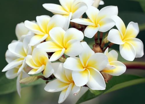 Awesome Aquatic Rainbow Plumeria Seeds, 10 Count, Tropical Frangipani - Image 6