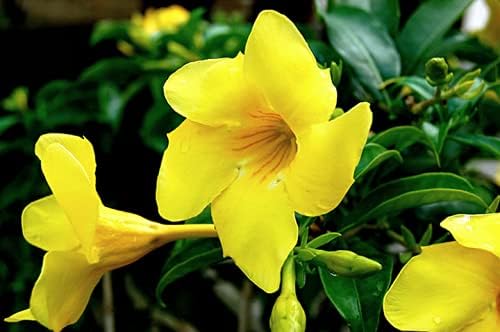 Yellow Mandevilla Live Plants (5-9") - Pack of 2 (Two) - Rare Golden Rocktrumpet Vine - Heat Tolerant - Fast Growing Tropical Patio Climber - Hummingbird Magnet for Outdoor Containers by Unknown
