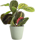 Live Red Prayer Plant, Pet Friendly, Easy to Grow, 4" Diameter Pot by ThorsensGreenhouse