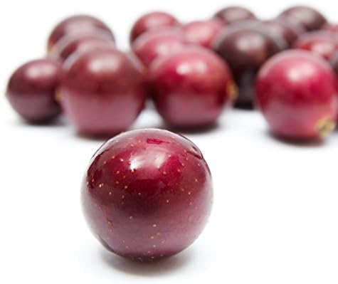 Alachua Muscadine Grape Vine (1-Pack) Live Plant by Wellspring Gardens - Image 3