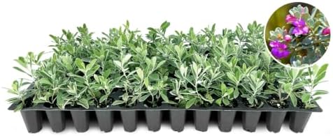 Texas Sage | 40 Live Plants | Leucophyllum frutescens | Drought-Tolerant Shrub for Landscaping | Hardy Evergreen with Silver Foliage and Purple Blooms by FloridaFoliage