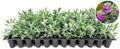 Texas Sage | 50 Live Plants | Leucophyllum frutescens | Drought-Tolerant Shrub for Landscaping | Hardy Evergreen with Silver Foliage and Purple Blooms by FloridaFoliage