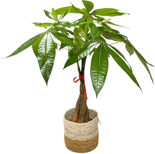 Money Tree Live Plant | 14-22 Inches Tall Bonsai | Easy to Grow Indoor Houseplant | Home, Office, or Room Decor | Birthday, Housewarming Gift (Brown Jute) by hopewindplants