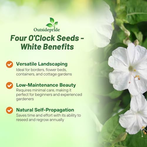 Outsidepride White Four O'clock Flower Seeds - 1/4 lb Perennial Fragrant, Trumpet-Shaped Blooms, Deer-Proof & Easy to Grow, for Pollinator & Evening Gardens, Containers, Hedges, or Borders - Image 3