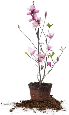 Perfect Plants Jane Magnolia Tree, 1 Gallon, Live Plant by PerfectPlantsNursery