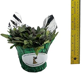 Chocolate Chip Bugleweed, Ajuga x tenori Valfreda, Live Ground Cover Plant - Image 4