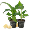 Goldfinger Banana Tree - 2 Live Starter Plants - Musa - Edible Fruit Bearing Tree for The Patio and Garden by WekivaFoliage