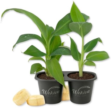 Dwarf Cavendish Banana Tree - 2 Live Starter Plants - Musa - Edible Fruit Bearing Tree for The Patio and Garden by WekivaFoliage