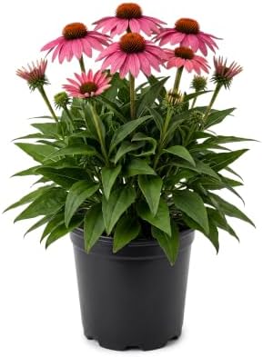 Coneflower (Echinacea) - Pink Blooms, Live Pollinator-Friendly Flowering Perennial, 12" Tall by 6" Wide in 2 Qt Pot by TheThreeCompany
