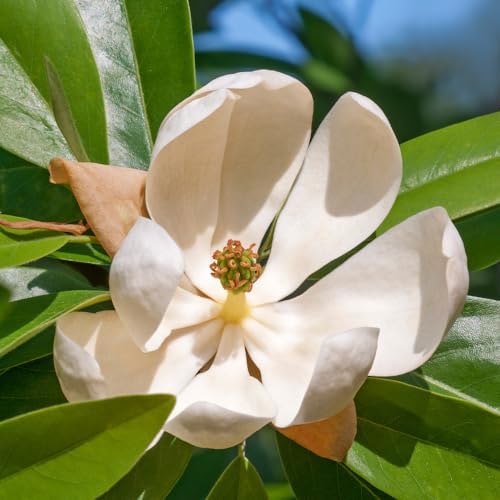Sweetbay Magnolia Live Plant, Ornamental Tree, 6-12 Inch Tall, 2.5 Inch Pot - Image 6
