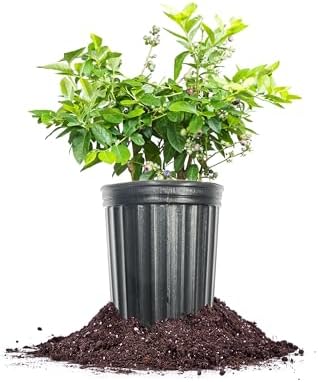 Perfect Plants Duke Blueberry Bush, 1 Gallon, Live Plant by PerfectPlantsNursery