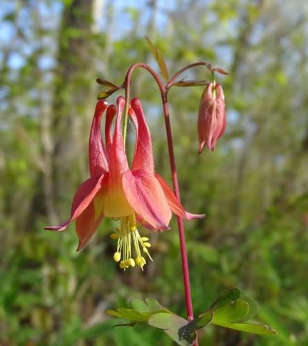 6 Wild Columbine (Aquilegia Canadensis) Outdoor Native Plant Plugs in Individual pots, Direct from Grower, no neonicotinoids, Supports pollinators - Image 6