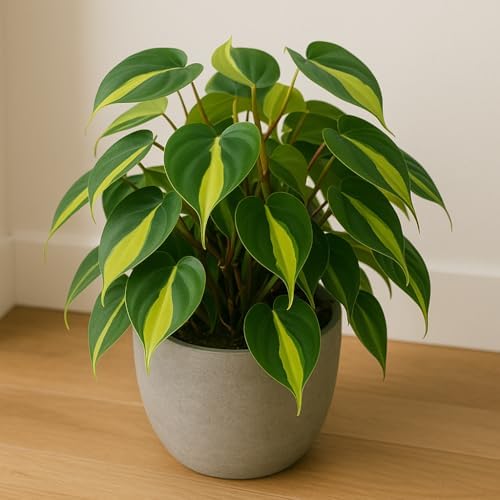Limefire Philodendron Live Indoor Plant - Brasil Philodendron – Live Starter Plant in 2 Inch Pot - Striking Variegated Foliage with Bold Yellow-Green Centers - Image 3