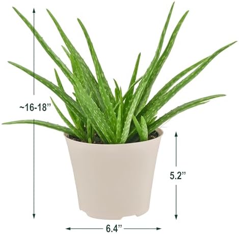 Arcadia Garden Products Live Aloe Vera Succulent Easy Indoor Houseplant in Plastic Pot, Air Purifying Ornamental Plant Gift for Home and Garden Décor, 6 Inch - Image 5