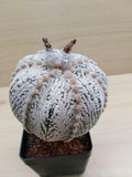 Succulent Seeds - Astrophytum Asterias Kabuto Montrose Rare Japan cultivar Cactus Seed 20 Seeds by ACHMADANAMENTREPRISELLC