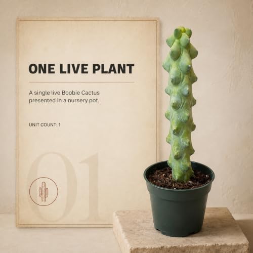 Boobie Cactus Live Plant, Rare Sculptural Indoor Outdoor Succulent - 4 inch - Image 5