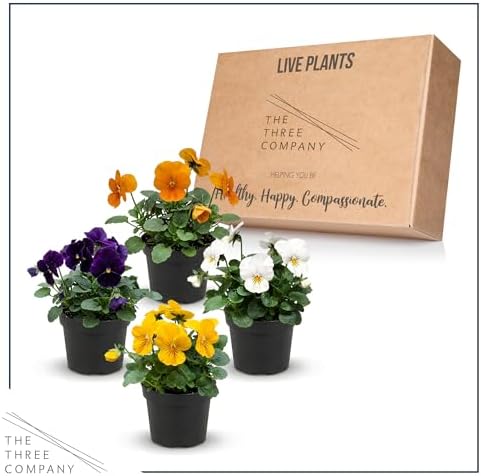 Pansy - Grower's Choice Assorted Colors (4 Pack), Live Winter Flowering Annual, Beautiful Winter Color, 6" Tall by 4" Wide in 1 Pt Pot - Image 4