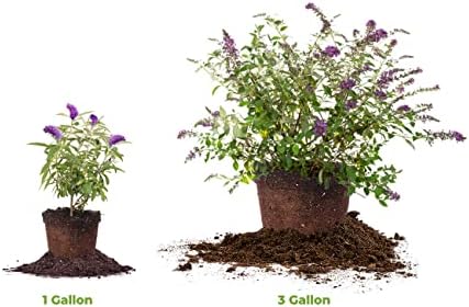 Perfect Plants Nanho Blue Butterfly Bush Live Plant, 1 Gallon - Image 6
