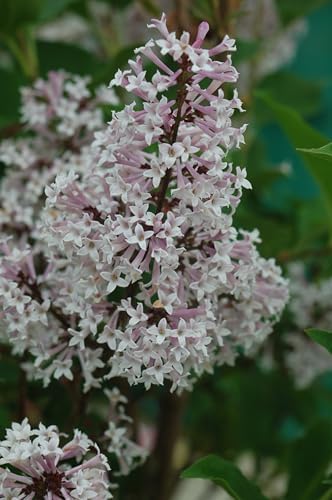 Live Plant from Green Promise Farms - Syringa patula 'Miss Kim' Lilac, #2 Gallon Size Container, Purple Fragrant Flowers - Image 2