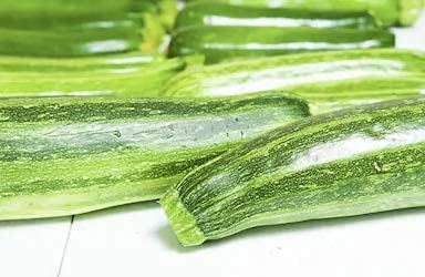 Italian Striped Zucchini Summer Squash Seeds – 50+ Heirloom Non-GMO Seeds by Isla’s Garden Seeds, High-Yield & Flavorful Variety, Perfect for Home Gardens, Easy to Grow, Great Gardening Gift - Image 2