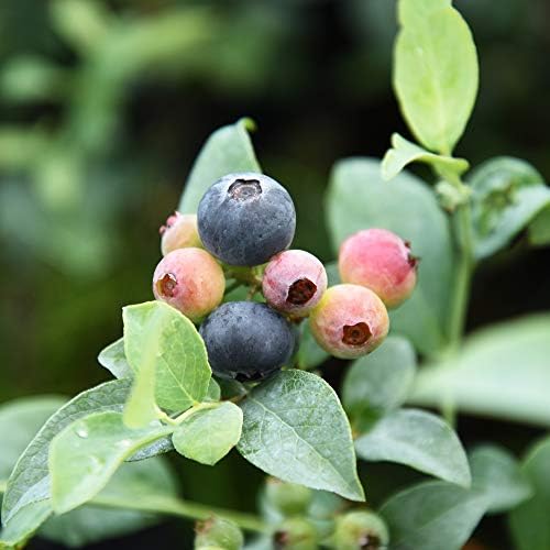 Perfect Plants Rabbiteye Blueberry Bush, 1 Gallon, Live Fruit - Image 4
