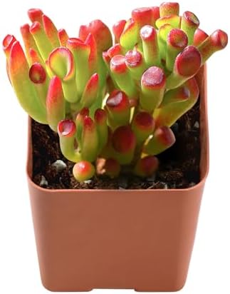 2-in Live Succulent Plants Trumpet Jade, Easy Care & Drought Tolerant by TNG