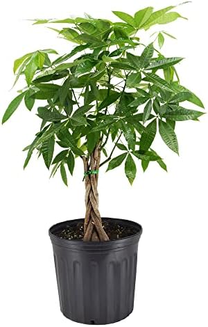 10-Inch Money Tree Live Indoor Plant in Plastic Grower Pot, Black *Sold By Amazon and Arcadia Garden Products* by Unknown
