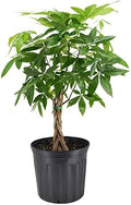 10-Inch Money Tree Live Indoor Plant in Plastic Grower Pot, Black *Sold By Amazon and Arcadia Garden Products* by Unknown