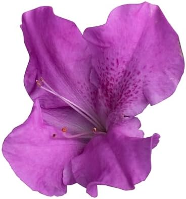 2g Azalea Encore Autumn Lilac Shrub - Image 2