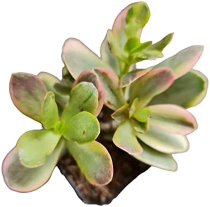 Live Succulent Cactus Plants from USKC (2" Pot) (Crassula Platyphylla Variegated) - Image 2