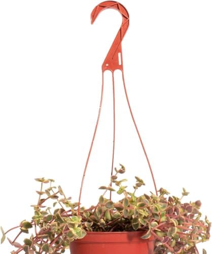 Shop Succulents Calico Kitten Hanging Succulent, Crassula Pellucida Variegata, Fully Rooted Live 6" Succulent Plant, Low Maintenance Indoor Plant, Trailing Succulents, Gift & Garden - Image 3